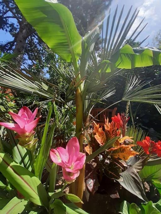 Apartamento House W Little Tropical Garden Budapeste